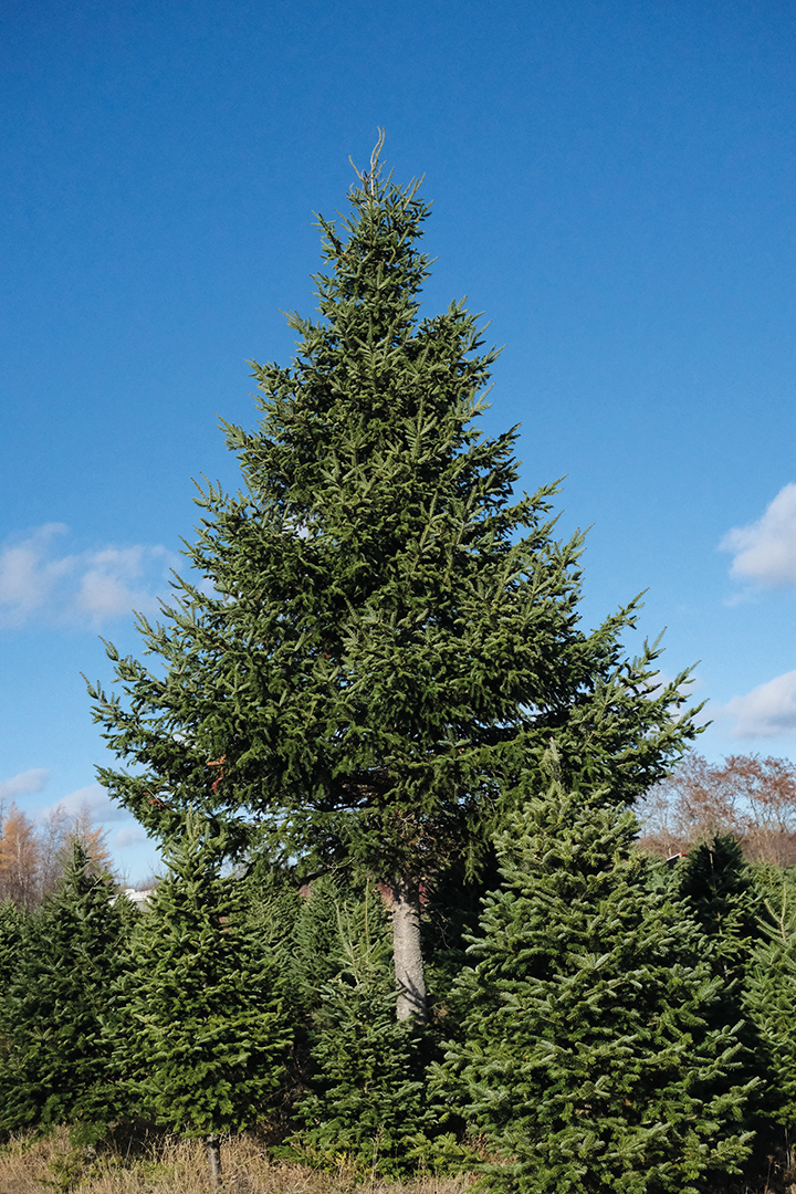 2 arbre de noel