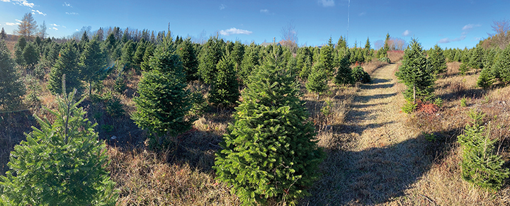 3 arbre de noel