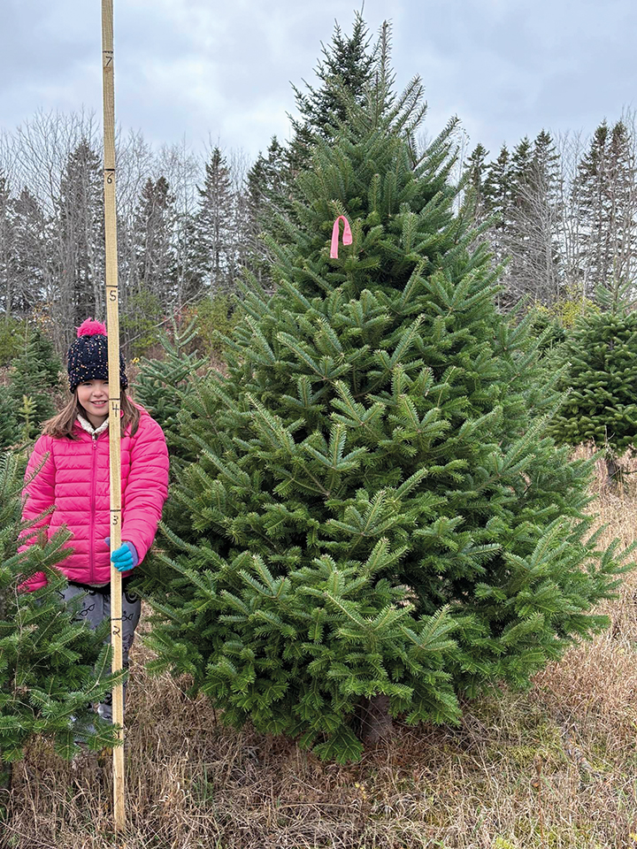 6 arbre de noel
