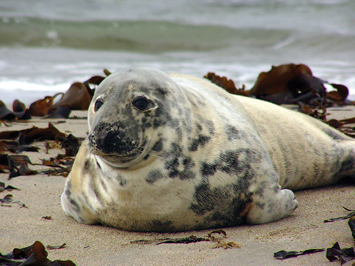 Jeune_phoque_gris.jpg