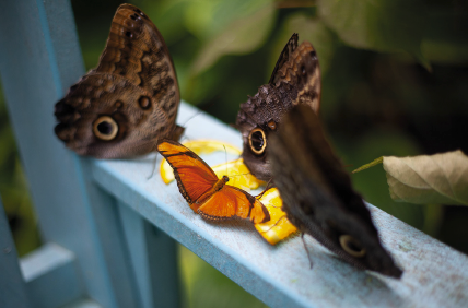 papillons 2