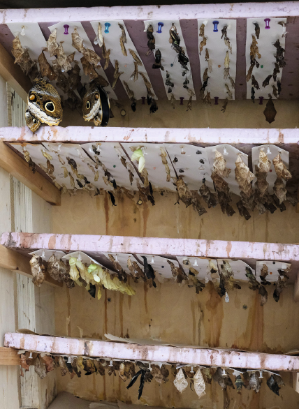 papillons 4
